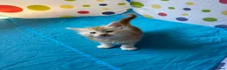 Maine Coon cats for sale: Maine Coon Kittens in Cambridge - Advert 14