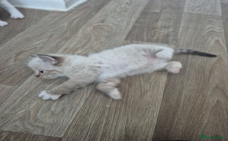 Ragdoll cats - Advert 6