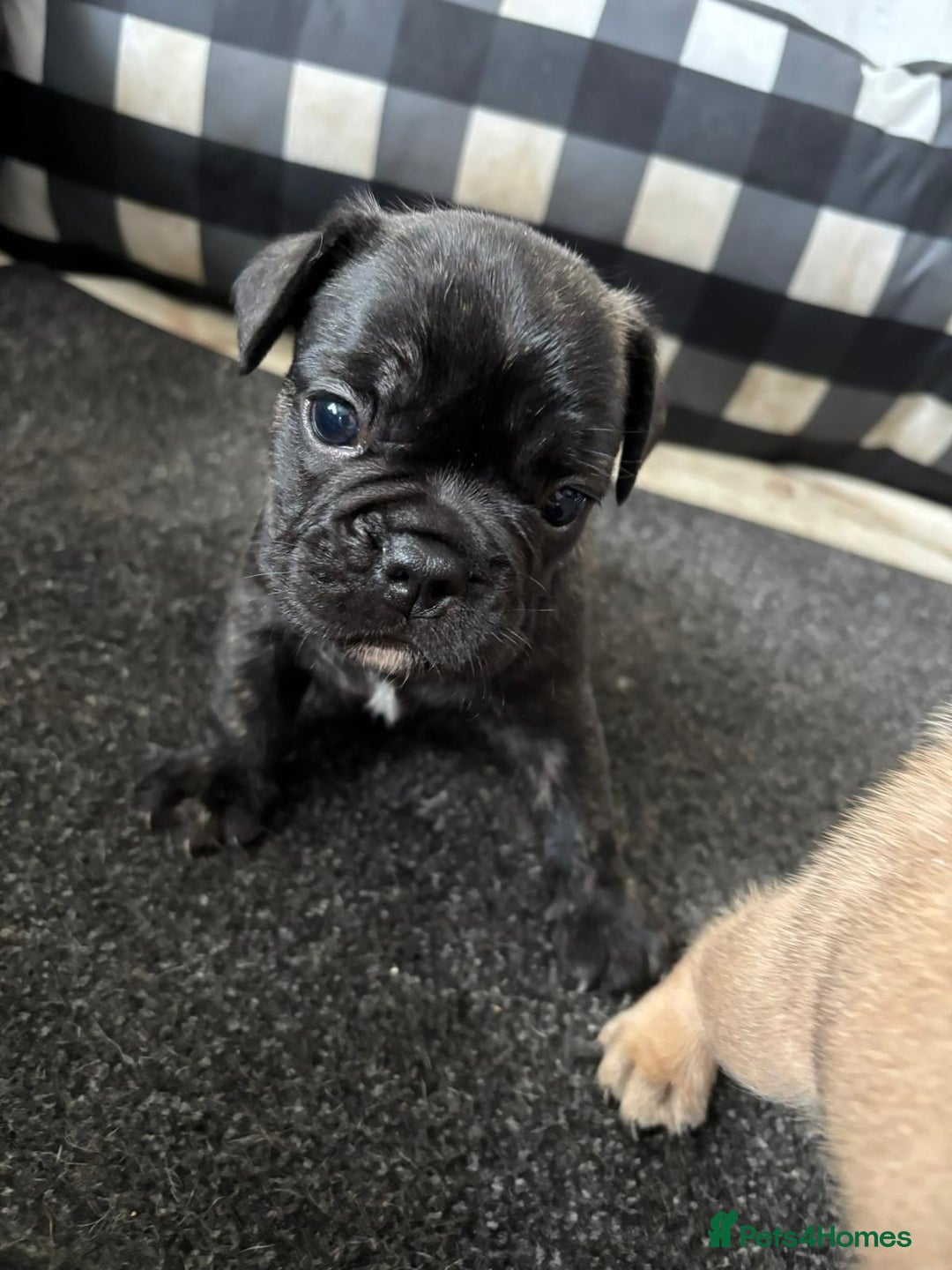 French Bulldog dogs for sale: 2 boy freachies pup ready to go  - Image 3