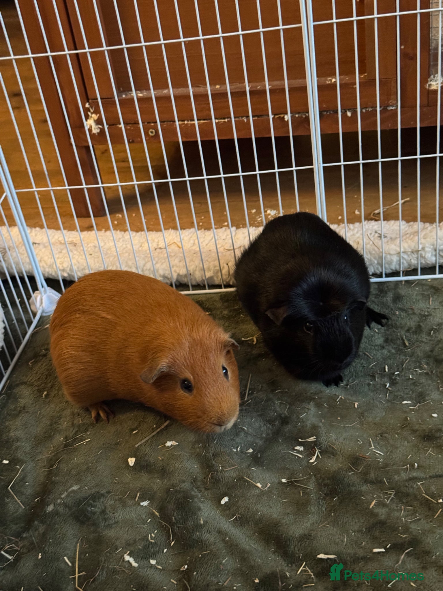 Guinea Pig rodents Bits and Bobs, 2 male guinea pigs  - Advert 4