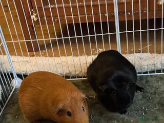 Guinea Pig rodents Bits and Bobs, 2 male guinea pigs - Advert 4