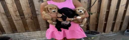 Cocker Spaniel dogs for sale: 1 puppy remaining cocker spaniels ready 07/05 - Advert 12