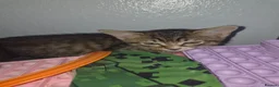 Mixed Breed cats for sale: 5 kittens gor sale in melksham  in Melksham - Advert 4
