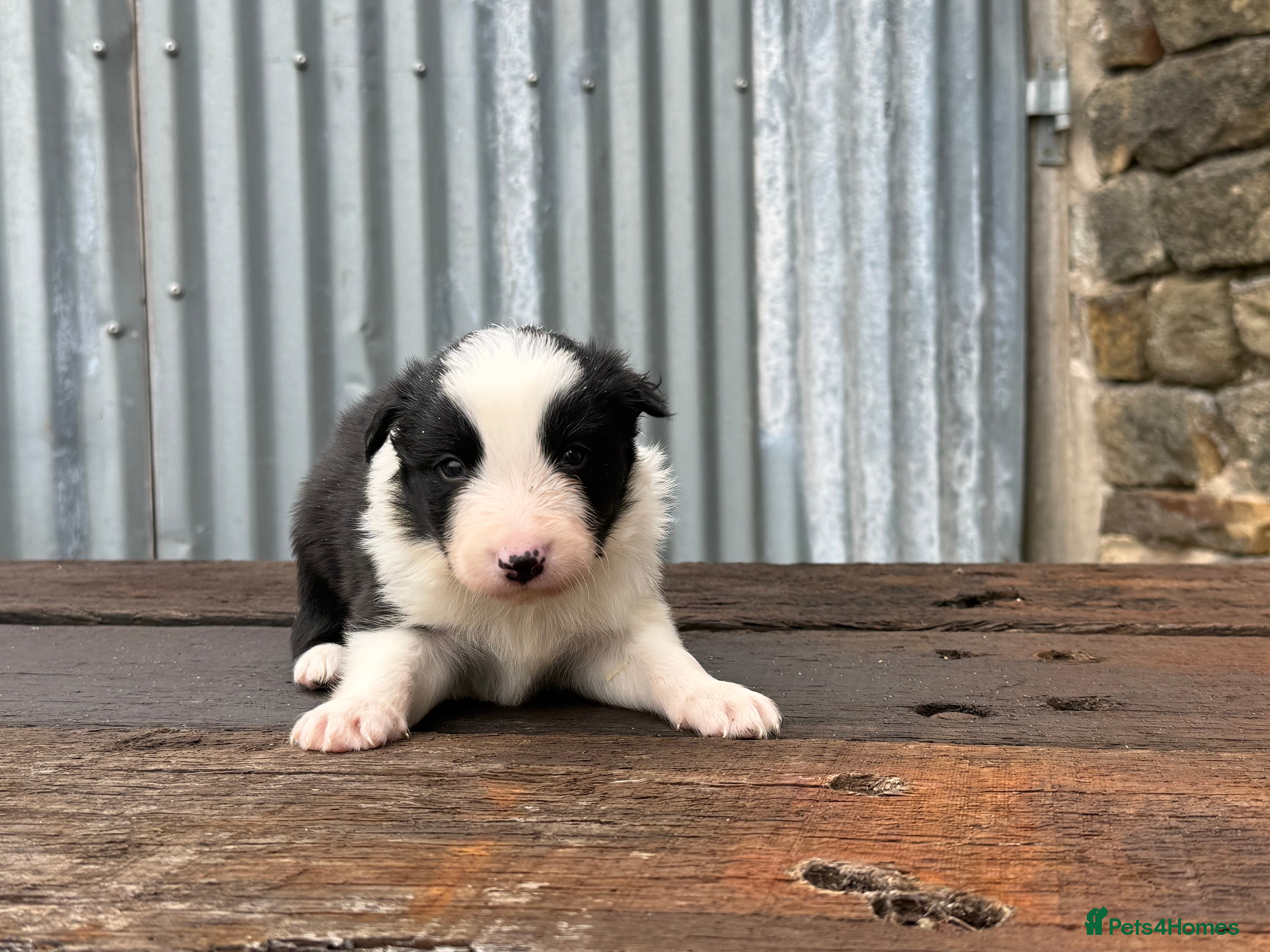 Border Collie dogs Stunning Blue & white / black & white pups - Advert 2