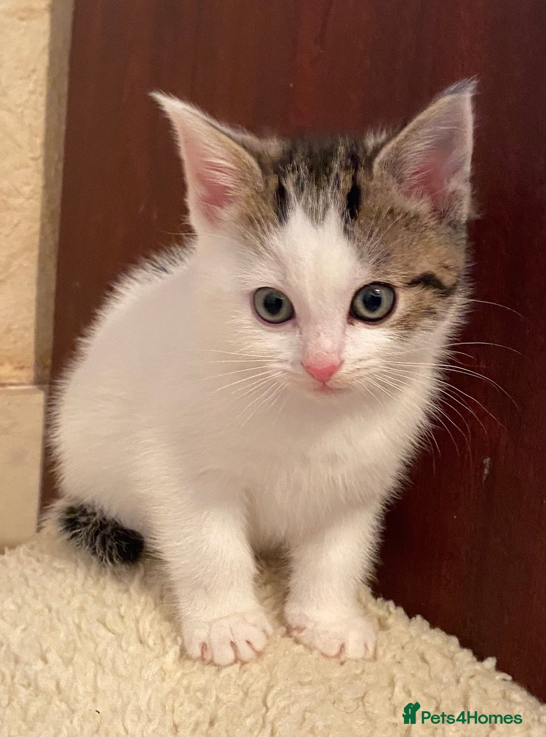 Mixed Breed cats for sale: Stunning part Siamese kittens ready now - Advert 4