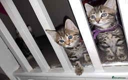 Mixed Breed cats for sale: 5 beautiful kitten ready to go. (Price negotiable) - Image 11