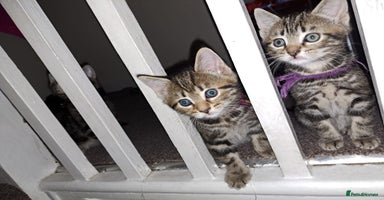 Mixed Breed cats - Advert 11