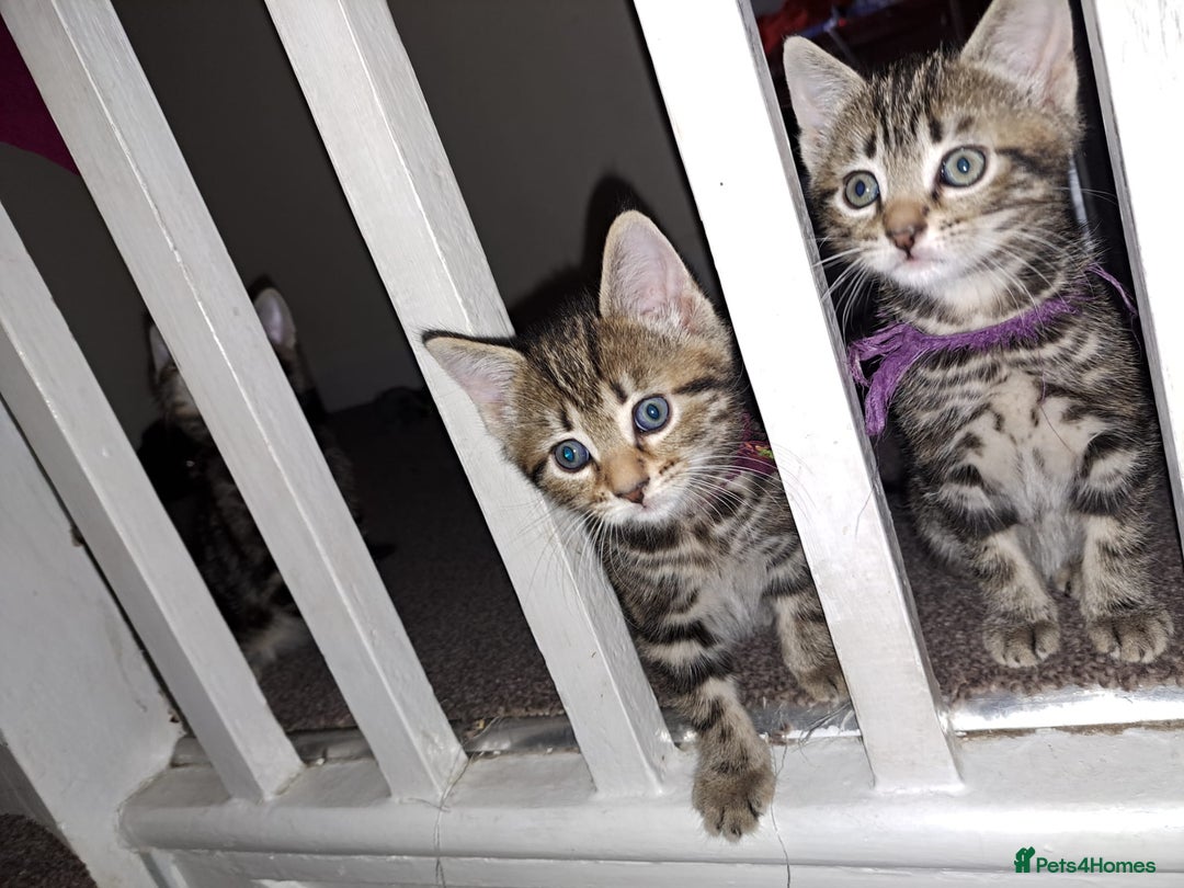 Mixed Breed cats for sale: 5 beautiful kitten ready to go. (Price negotiable) - Image 11