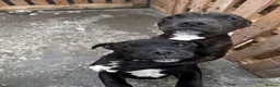 Staffordshire Bull Terrier dogs for sale: 2 female pups for sale  - Advert 7