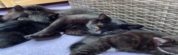 Mixed Breed cats for sale: Domestic kittens that are looking for home ❤️ in Peterborough - Advert 10