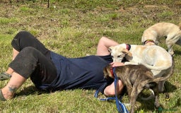 Mixed Breed dogs for adoption: Myrtle - Norwich Norfolk  - Image 13