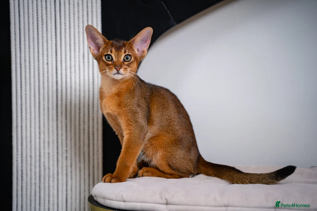 Abyssinian cats for sale: Stunning Wild Ruddy Abyssinian|TICA|Super friendly - Advert 2