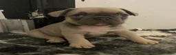 French Bulldog dogs for sale: Last KC registered French Bulldog puppy - Advert 21