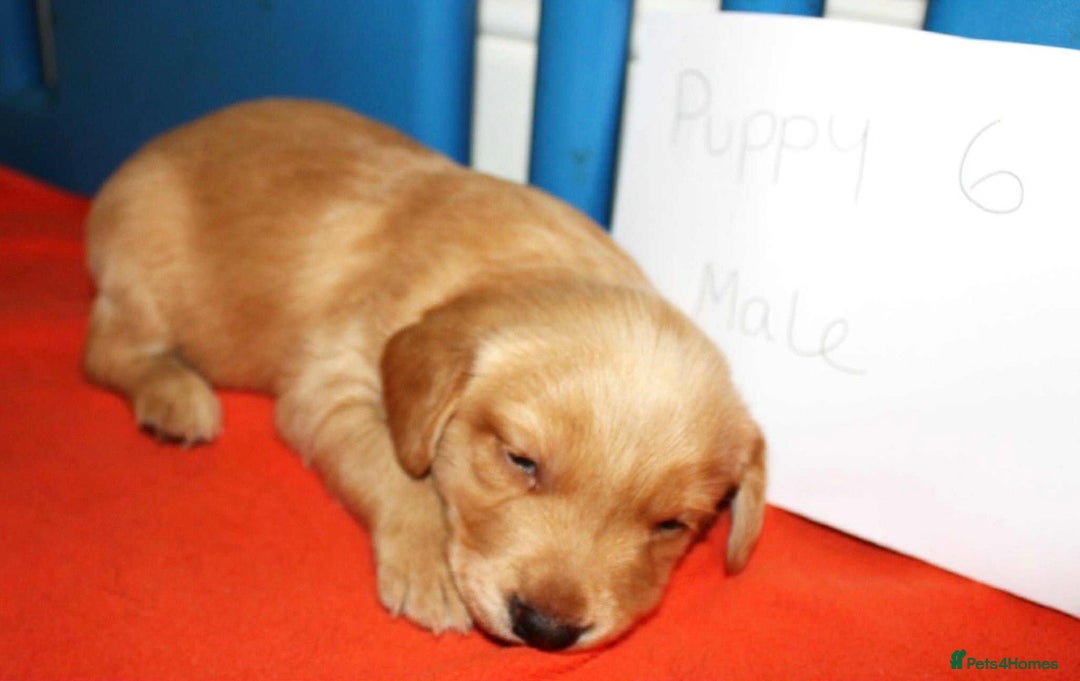 Cockerdor dogs for sale: Lovely Cockerdor puppies for sale  - Advert 7