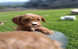 Cavapoo dogs for sale: Stunning F1 Quality Cavapoo Puppies. Dad Tested.  - Image 16