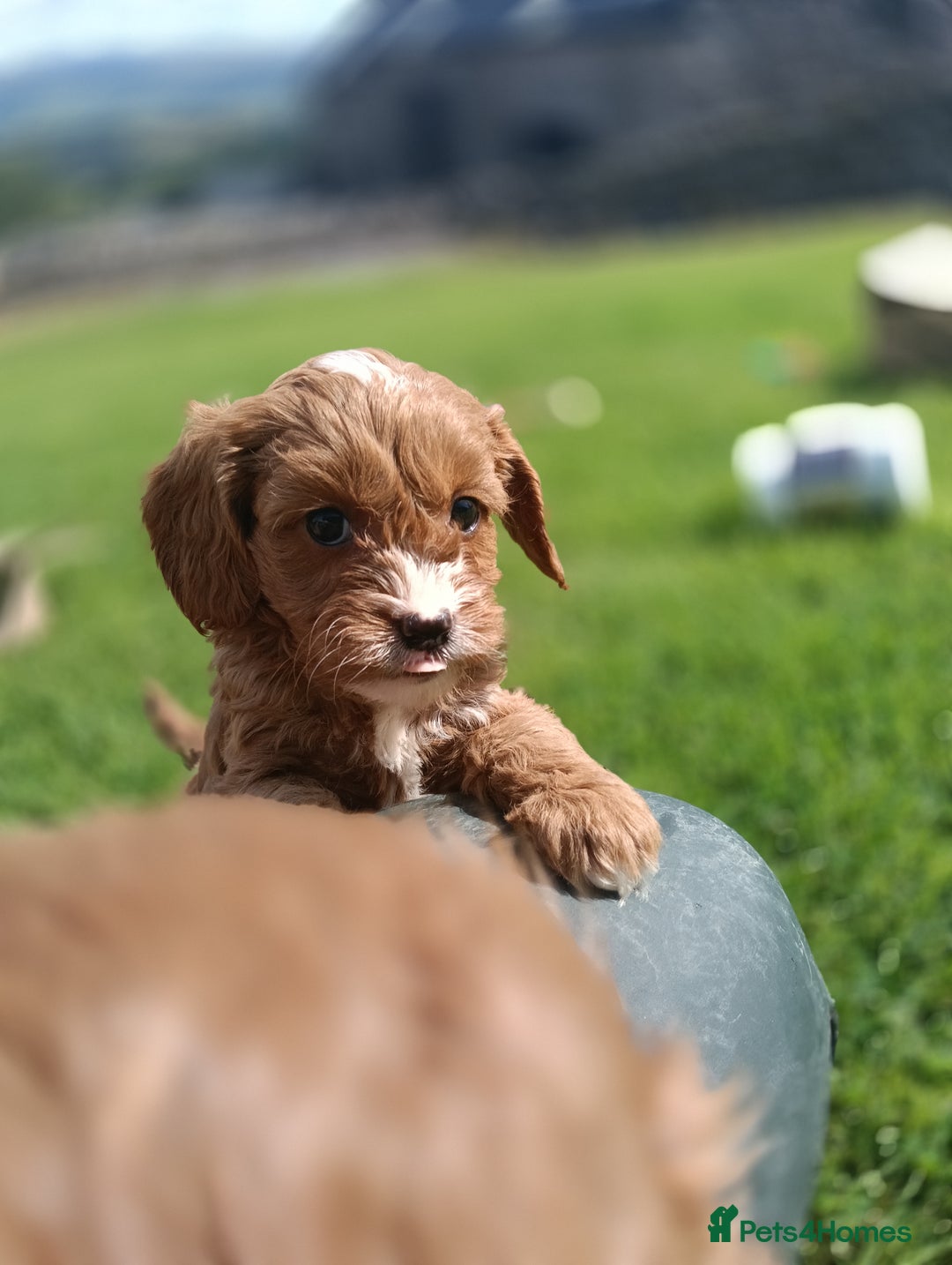 Cavapoo dogs for sale: Stunning F1 Quality Cavapoo Puppies. Dad Tested.  - Image 16