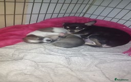 Chihuahua dogs for sale: Ready 4th november - Image 1