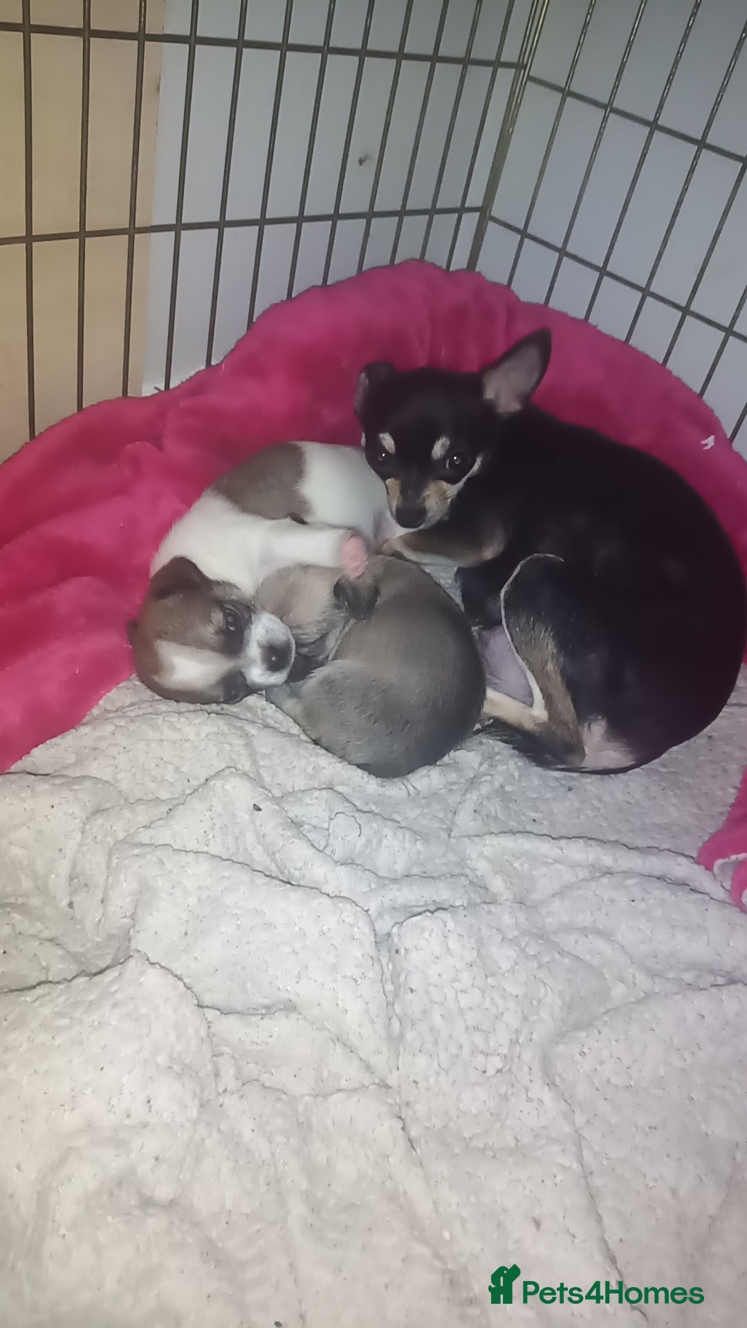 Chihuahua dogs for sale: Ready 4th november - Image 1