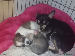 Chihuahua dogs - Advert 26