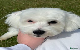 Mixed Breed dogs for sale: Loving dog Winter looking for her forever home - Image 6