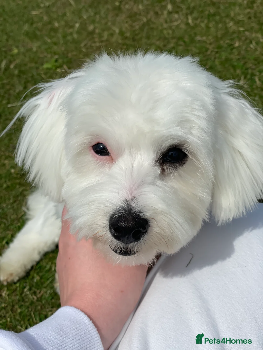 Mixed Breed dogs for sale: Loving dog Winter looking for her forever home - Advert 6