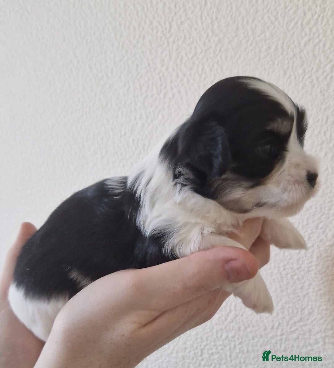 Havanese dogs for sale: Stunning KC Registered Havenese babies available.  - Image 7