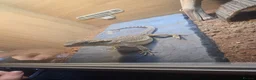 Bearded Dragon reptiles for sale: Red hypo normal wild and vivariums  in Tipton - Advert 7