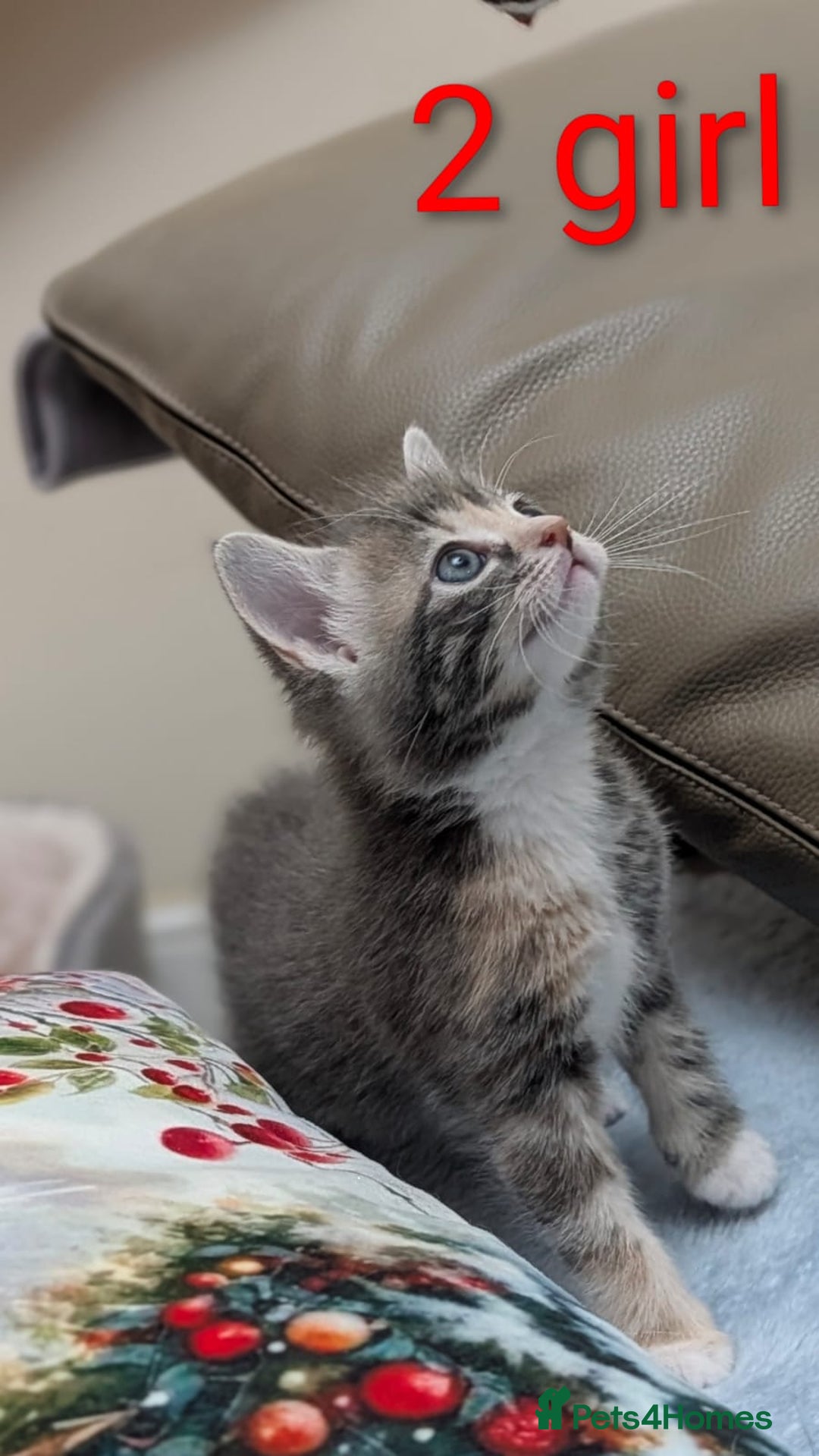 European cats for sale: 4 beautiful kittens for sale - Advert 2