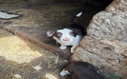 Border Collie dogs for sale: Red and white Border Collie Pups  - Image 20