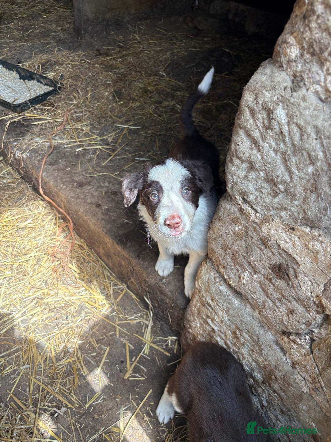 Border Collie dogs for sale: Red and white Border Collie Pups  - Image 20