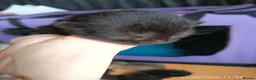 Mixed Breed cats for sale: KITTENS LOOKING FOR LOVING HOMES - Advert 22