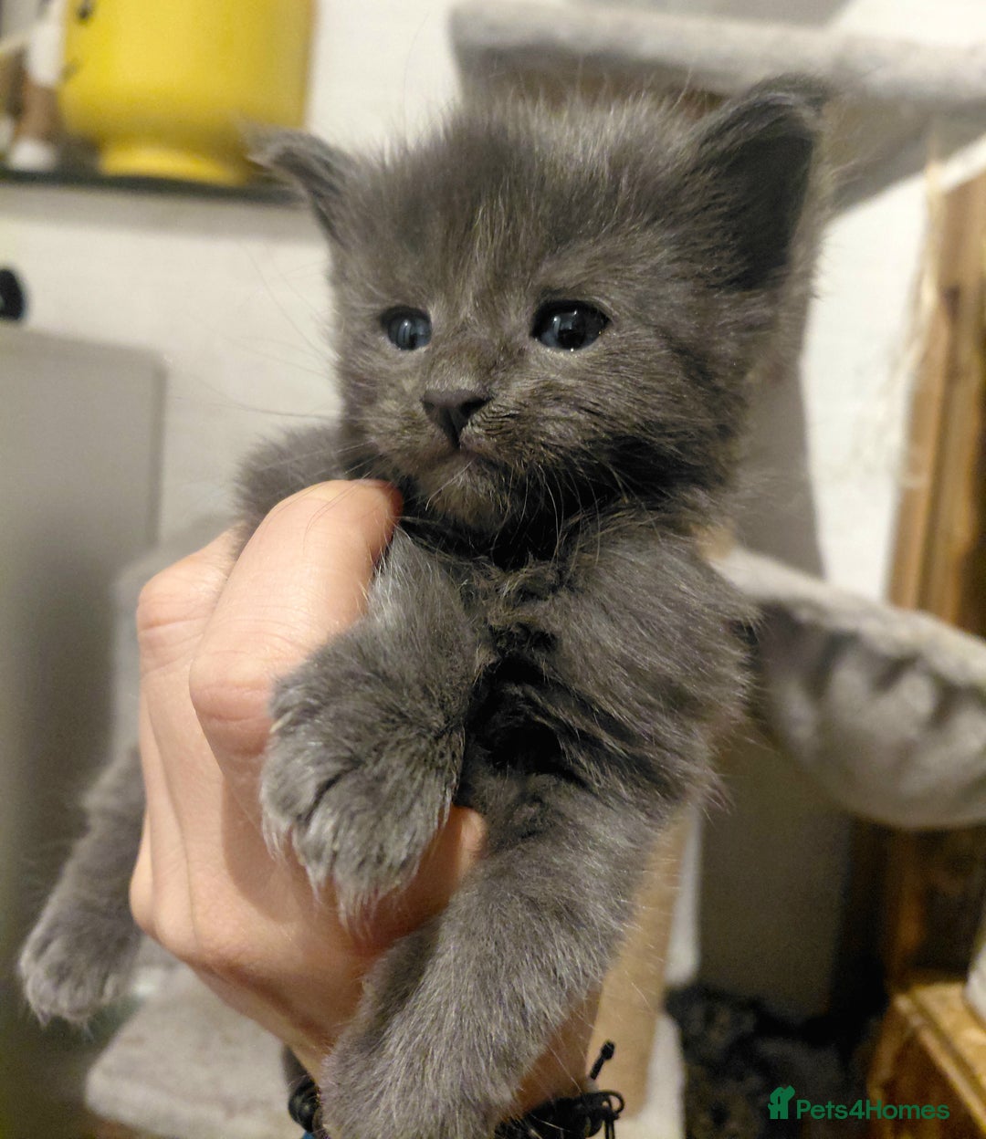 Maine Coon cats for sale: Maine Coon kittens  - Advert 23