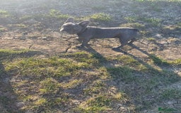 French Bulldog dogs for sale: Kc registered blue male French bulldog 8 months  - Image 7