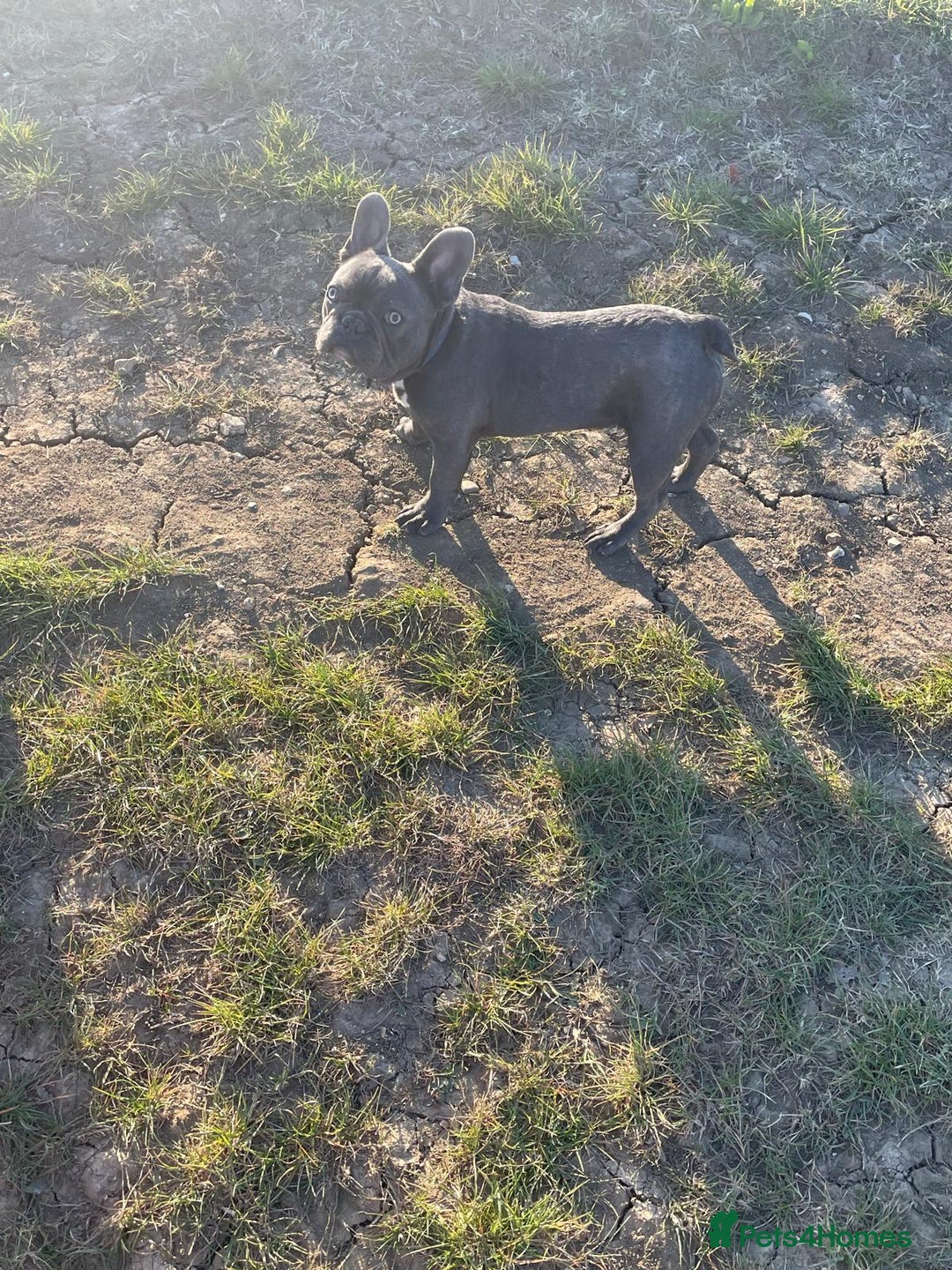 French Bulldog dogs for sale: Kc registered blue male French bulldog 8 months  - Image 7