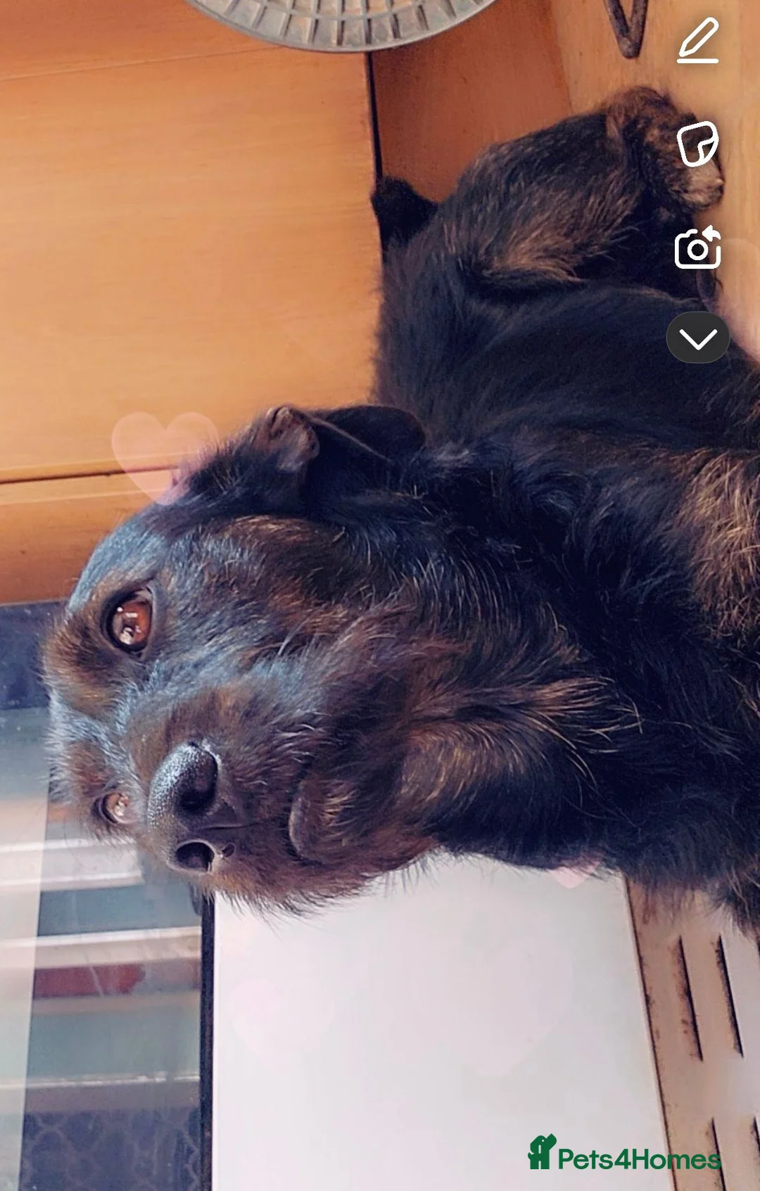 Mixed Breed dogs for sale: Jackadoodle - Advert 2