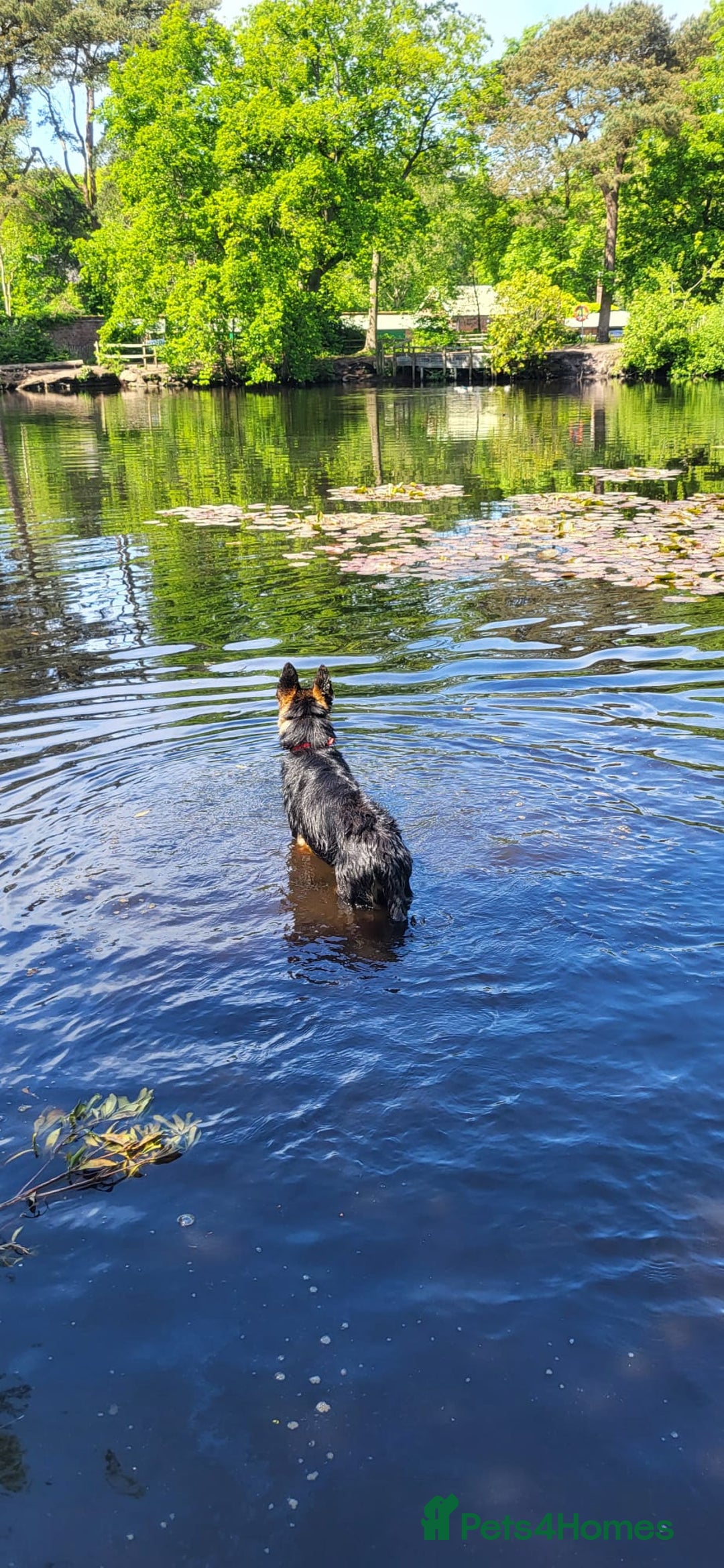 German Shepherd dogs for sale: Freyr - Image 5