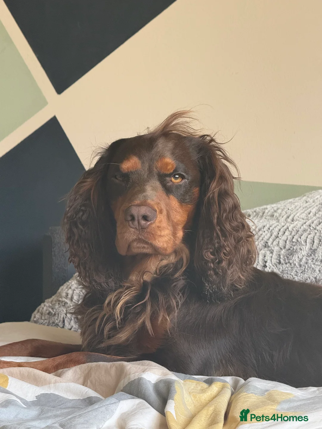 Cocker Spaniel dogs for stud: 🐾 Proven Stud - Healthy Working Cocker Spaniel 🐾 - Advert 15
