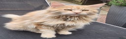 Maine Coon cats for sale:  Ready Now! Maine coon Kittens  - Advert 13