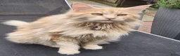 Maine Coon cats for sale:  Ready Now! Maine coon Kittens  - Advert 13
