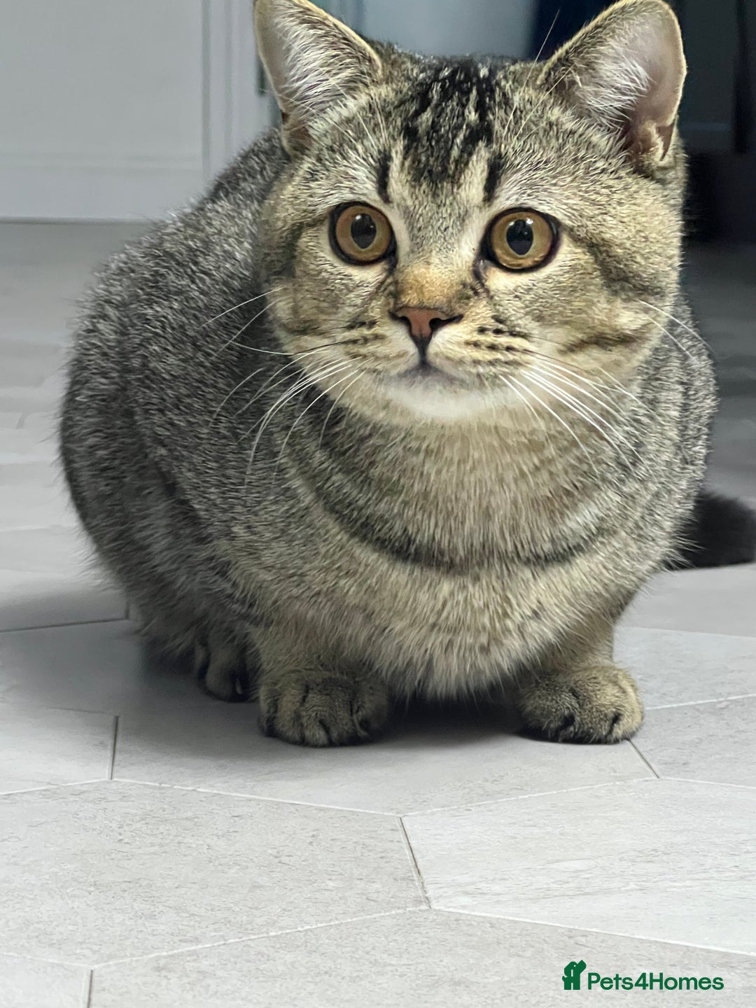 British Shorthair cats for sale: Friendly 6 Month Old Male Kitten - Advert 1