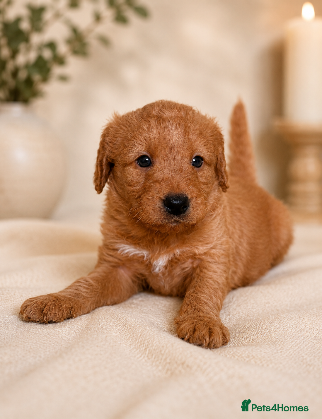 Labradoodle dogs F1 Miniature Labradoodles  - Advert 1