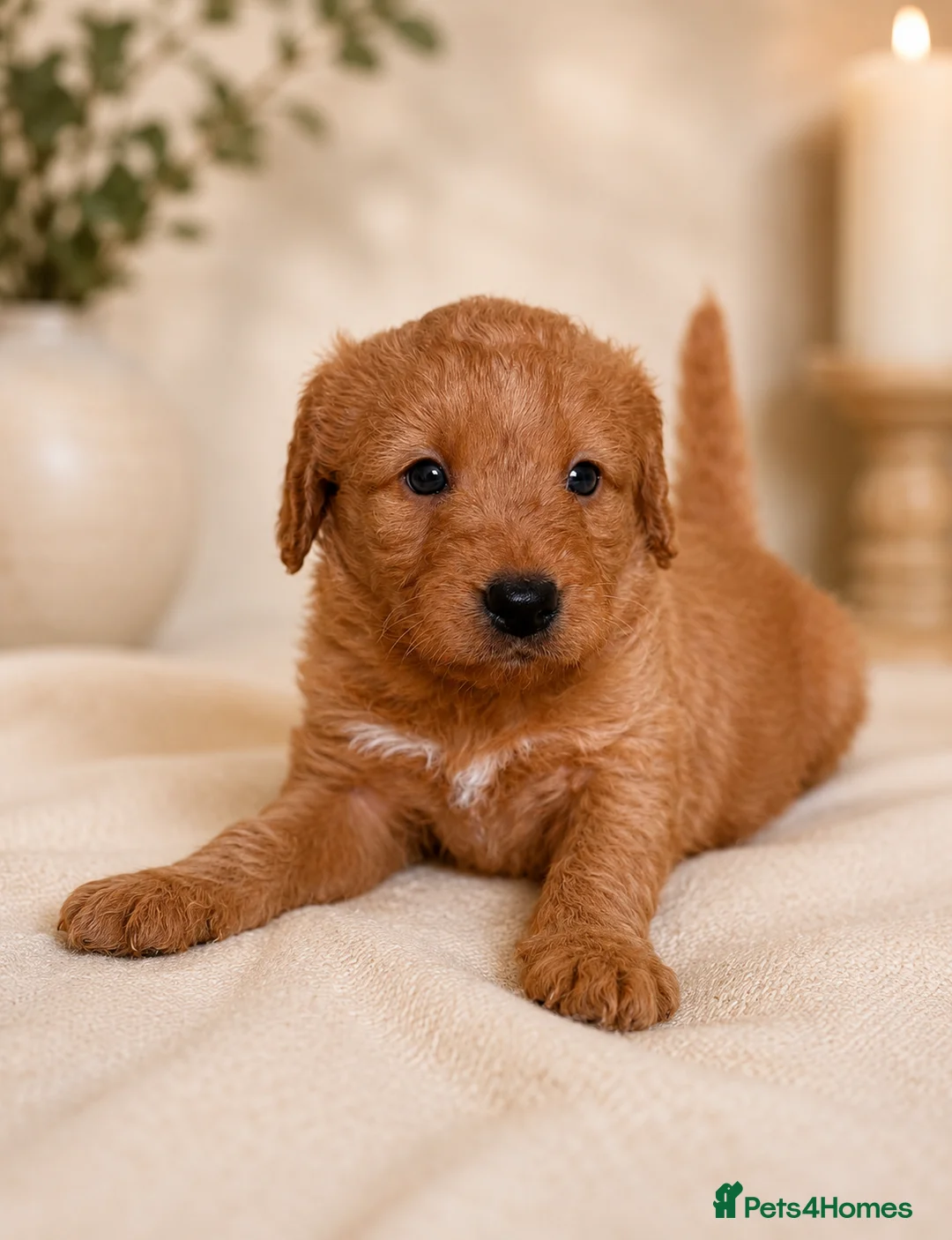 Labradoodle dogs for sale: F1 Miniature Labradoodles  - Advert 1
