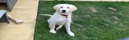 Golden Retriever dogs for sale: Lola – 6-Month-Old Golden Retriever 🐾💛 - Advert 7