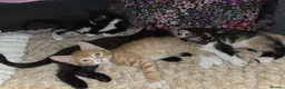 Mixed Breed cats for sale: 4 gorgeous kittens for sale - Advert 7