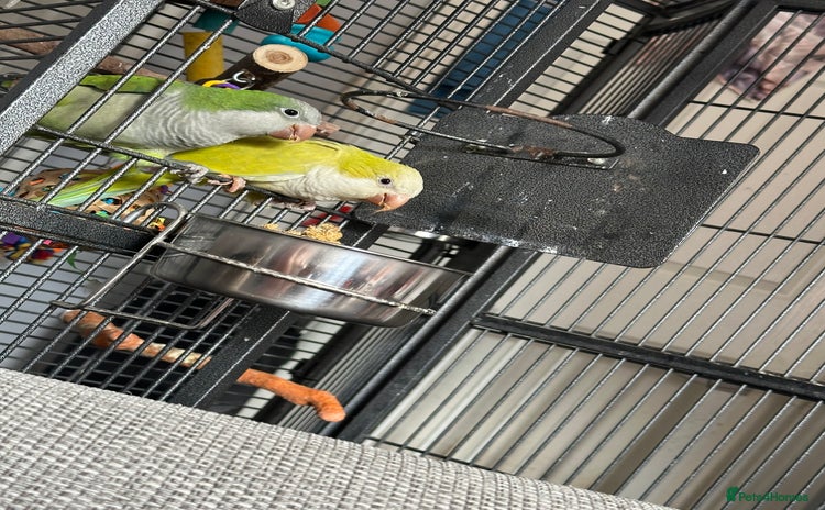 Parakeets birds - Advert 3