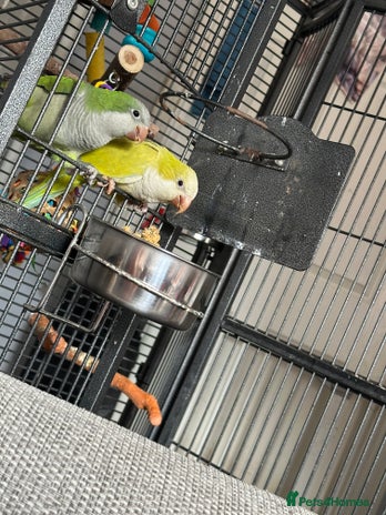 Parakeets birds - Advert 3