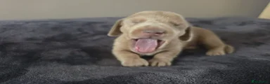 Miniature Dachshund 2