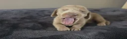 Miniature Dachshund dogs for sale: Beautiful Miniature Dachshund Boys, fab colourings in Bridgnorth - Advert 8