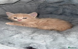 Mixed Breed cats for sale: Two beautiful kittens for sale  - Image 6