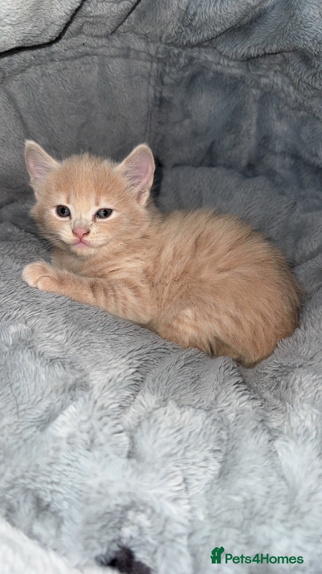 Mixed Breed cats for sale: Two beautiful kittens for sale  - Image 6
